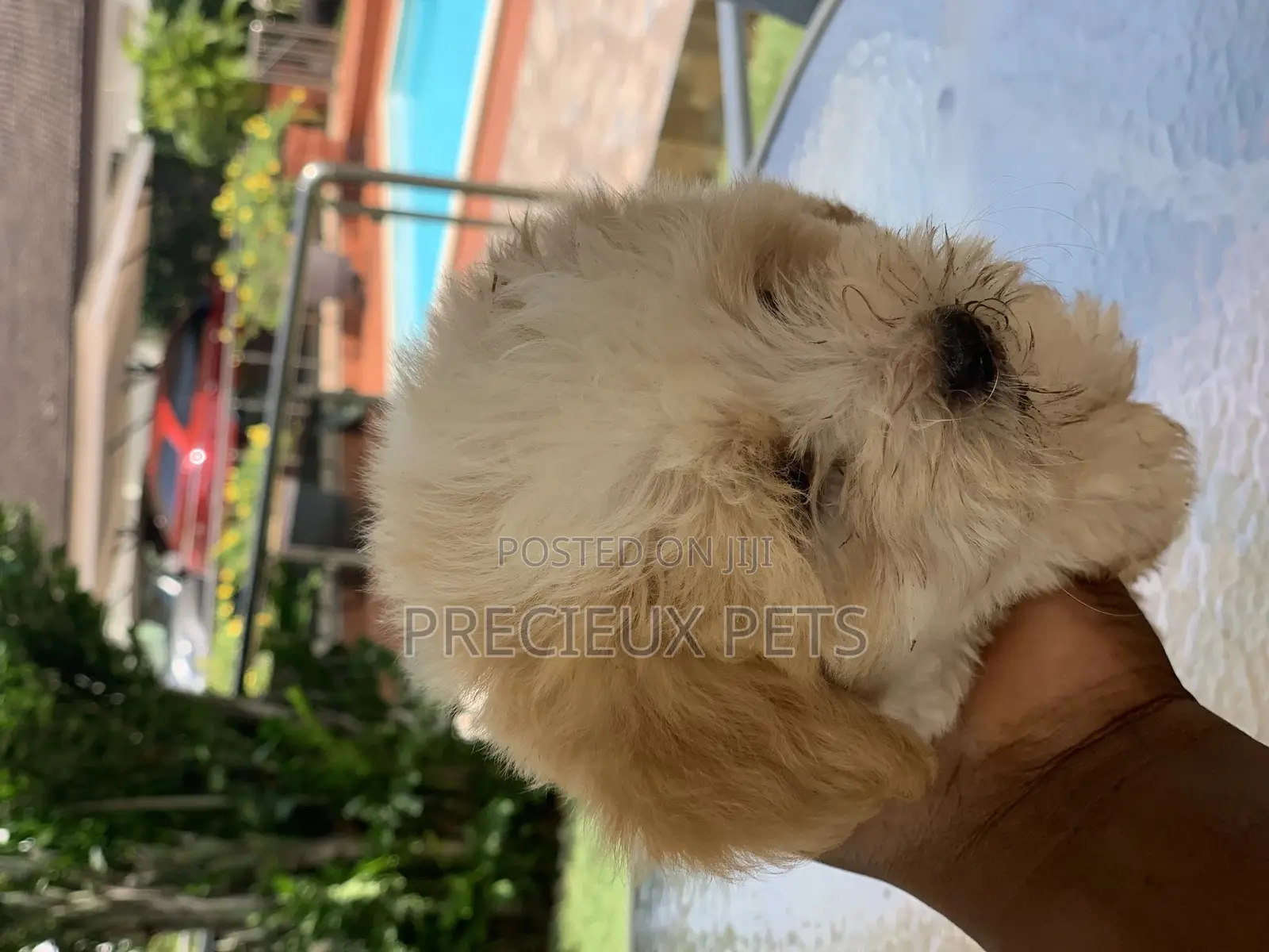 1-3 Months Female Purebred Havanese