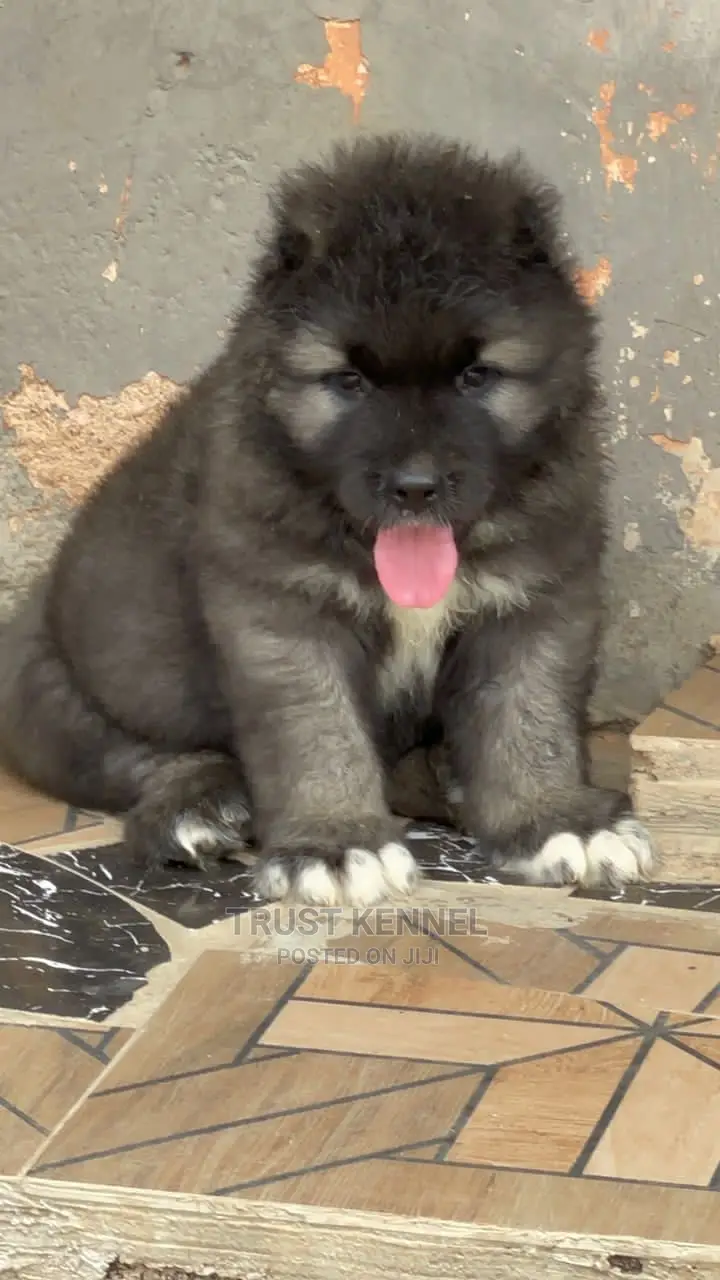 1-3 months Male Purebred Caucasian Shepherd
