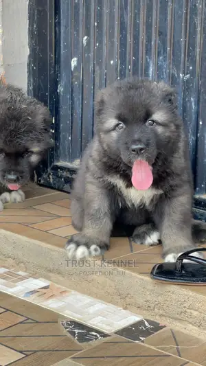 1-3 months Male Purebred Caucasian Shepherd