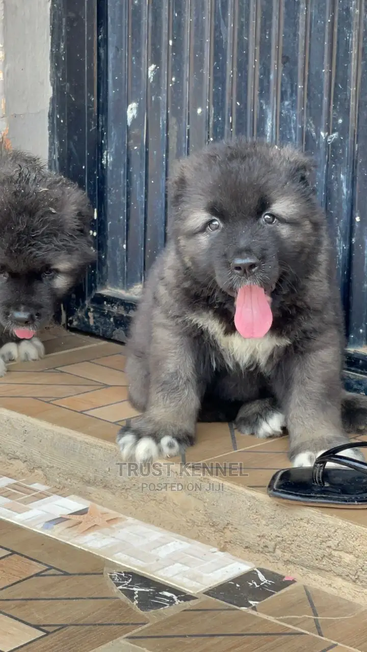 1-3 months Male Purebred Caucasian Shepherd
