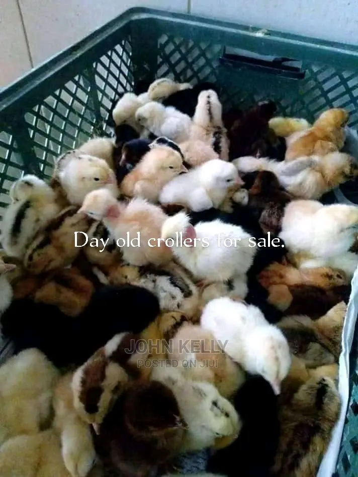 Different Type of Chickens