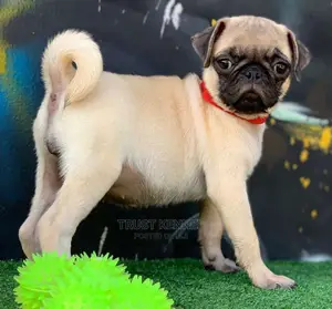 1-3 Months Female Purebred Pug