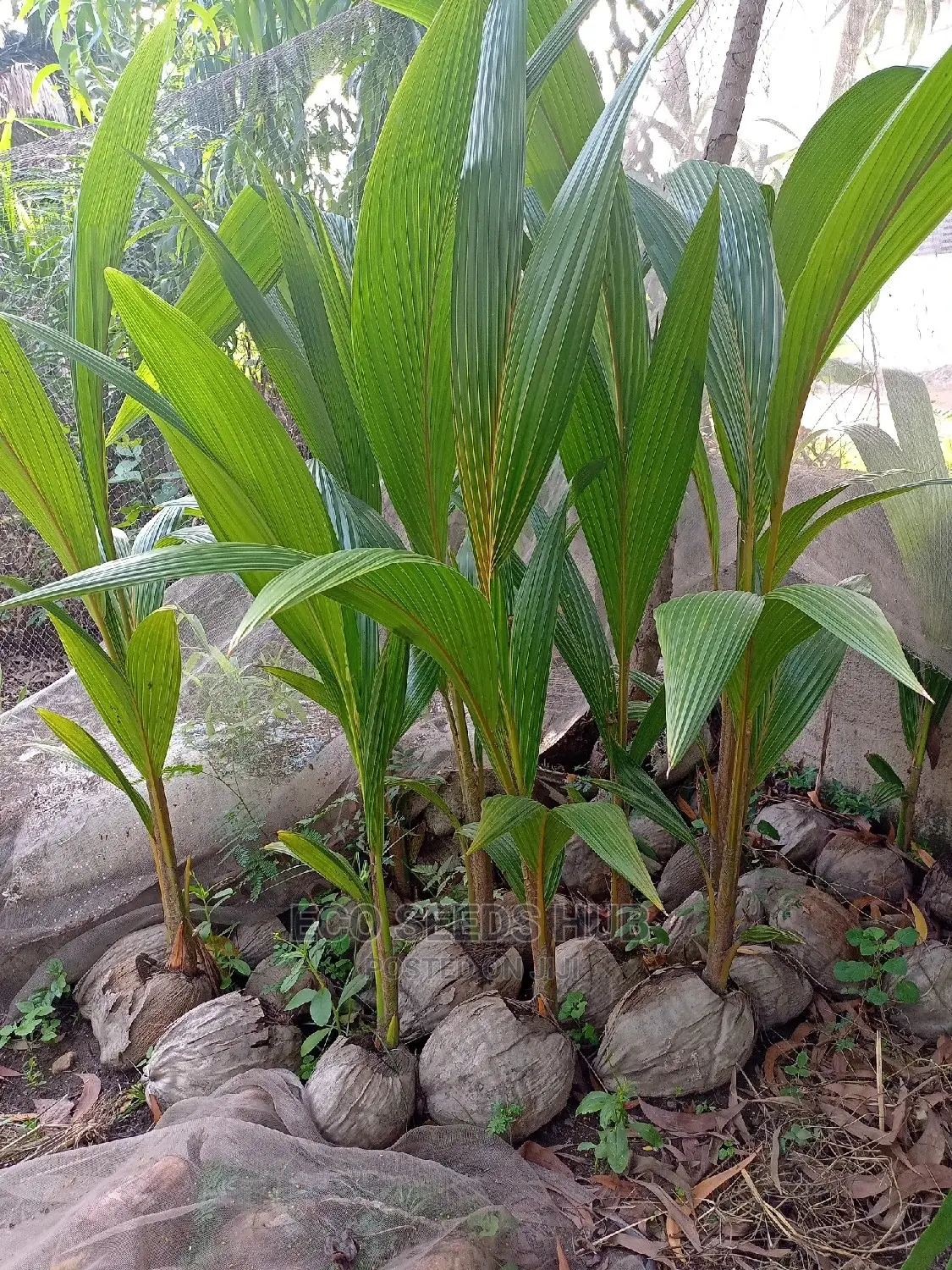 Exotic Hybrid Coconut Seedlings