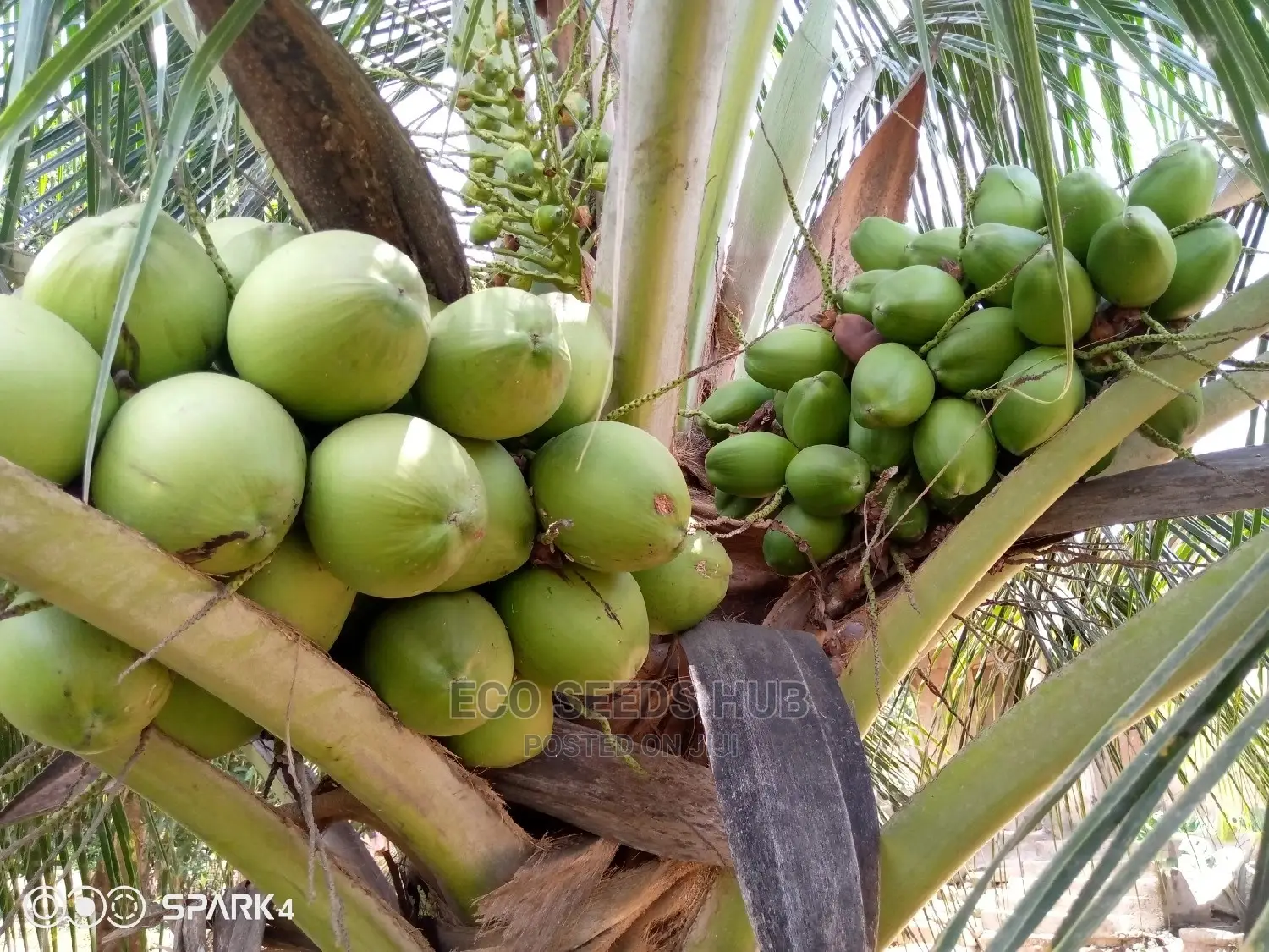 Exotic Hybrid Coconut Seedlings