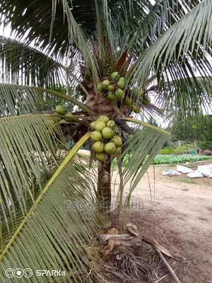 Exotic Hybrid Coconut Seedlings