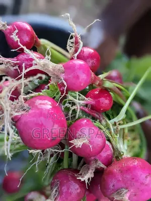 Red Radish Seeds