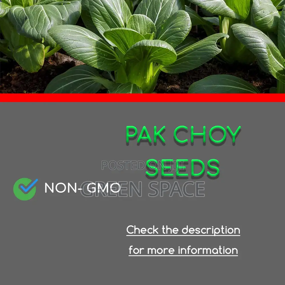 Pak Choy Seed