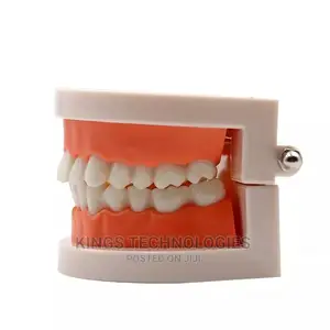 Dental Model