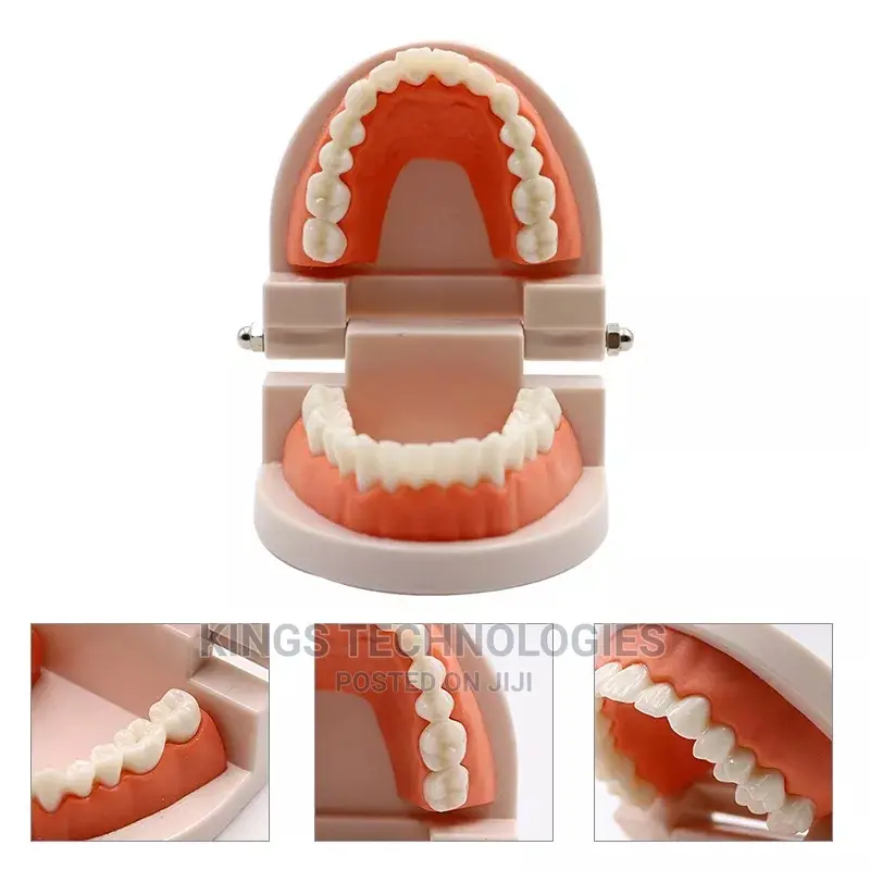 Dental Model