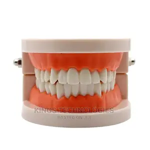 Dental Model