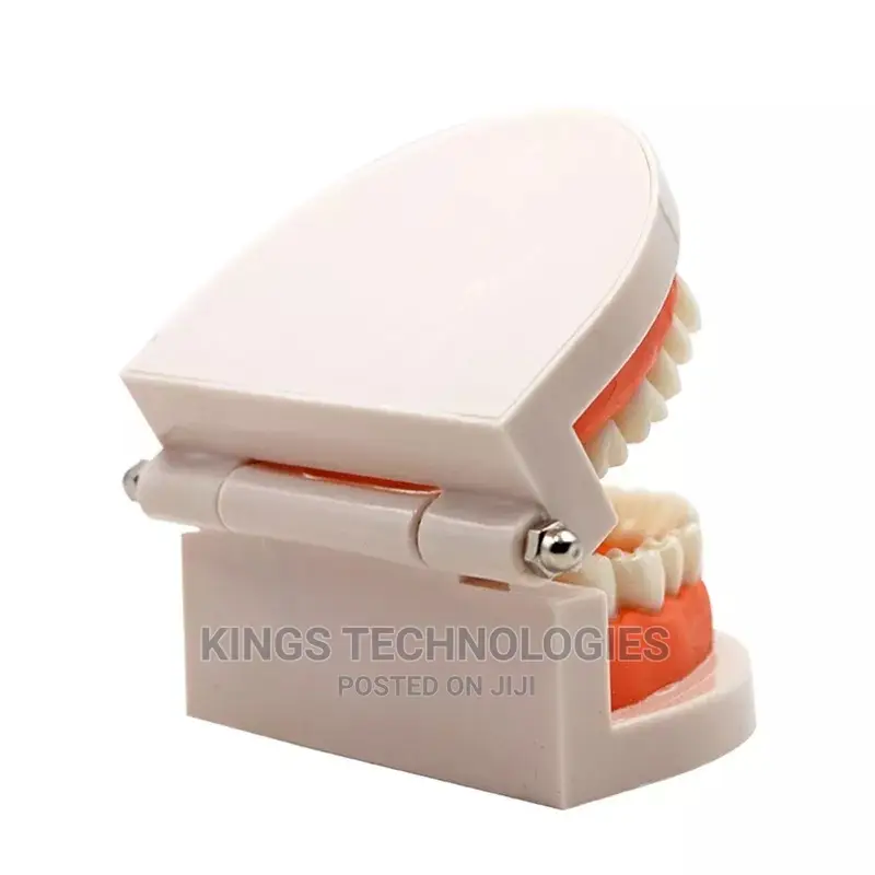New Dental Model
