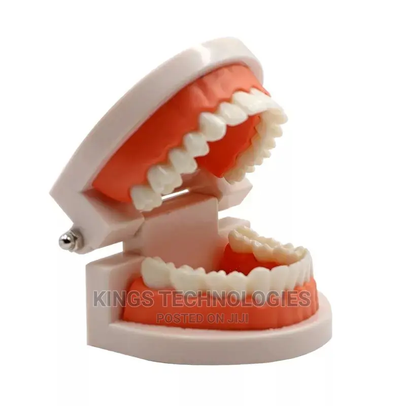 New Dental Model