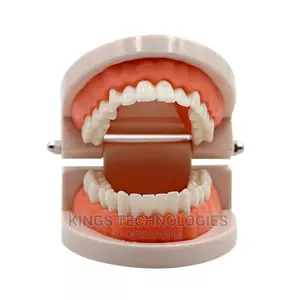 New Dental Model