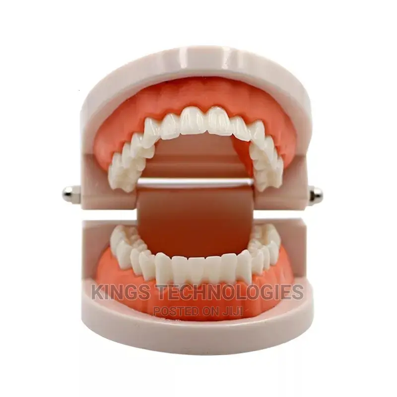 New Dental Model