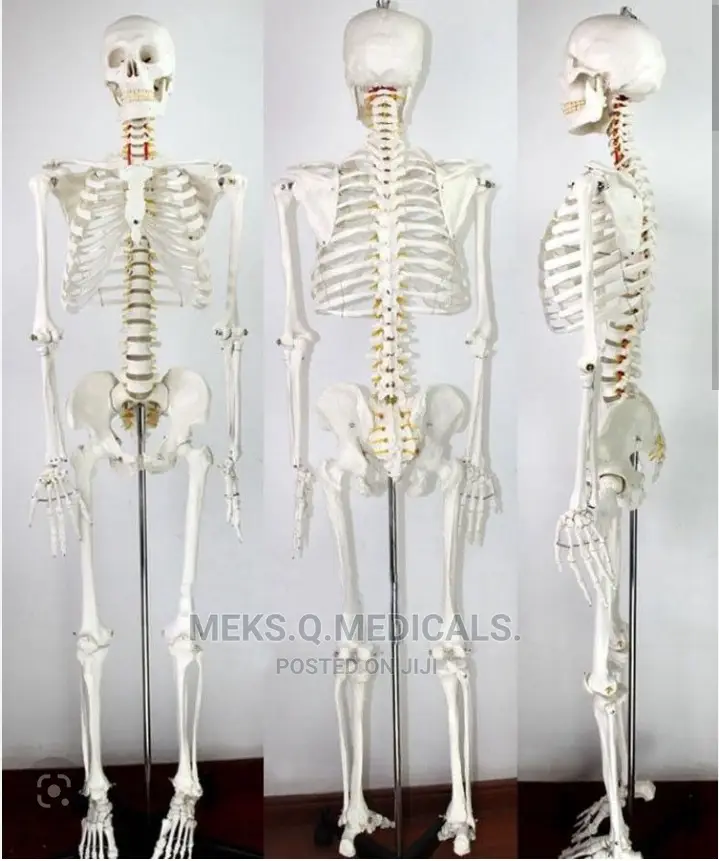 Human Skeleton