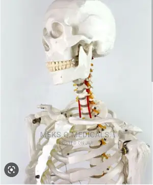 Human Skeleton