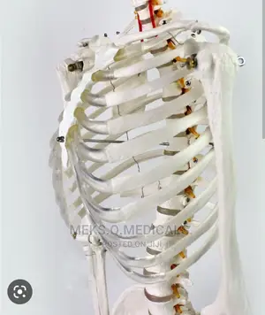 Human Skeleton