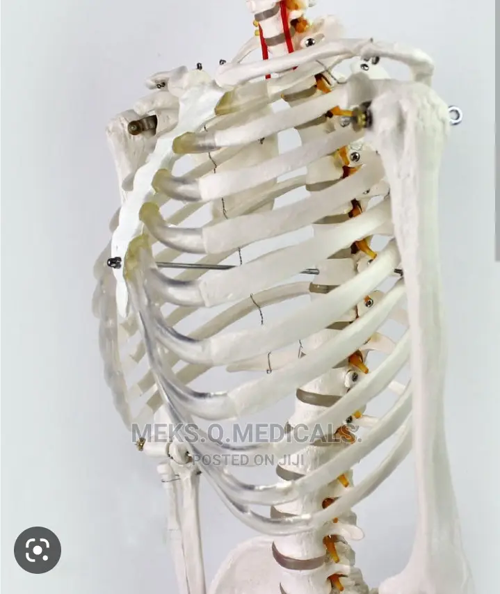 Human Skeleton