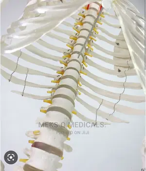 Human Skeleton