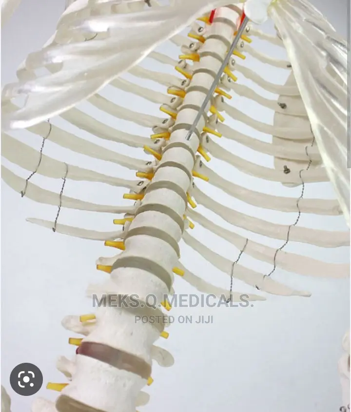 Human Skeleton