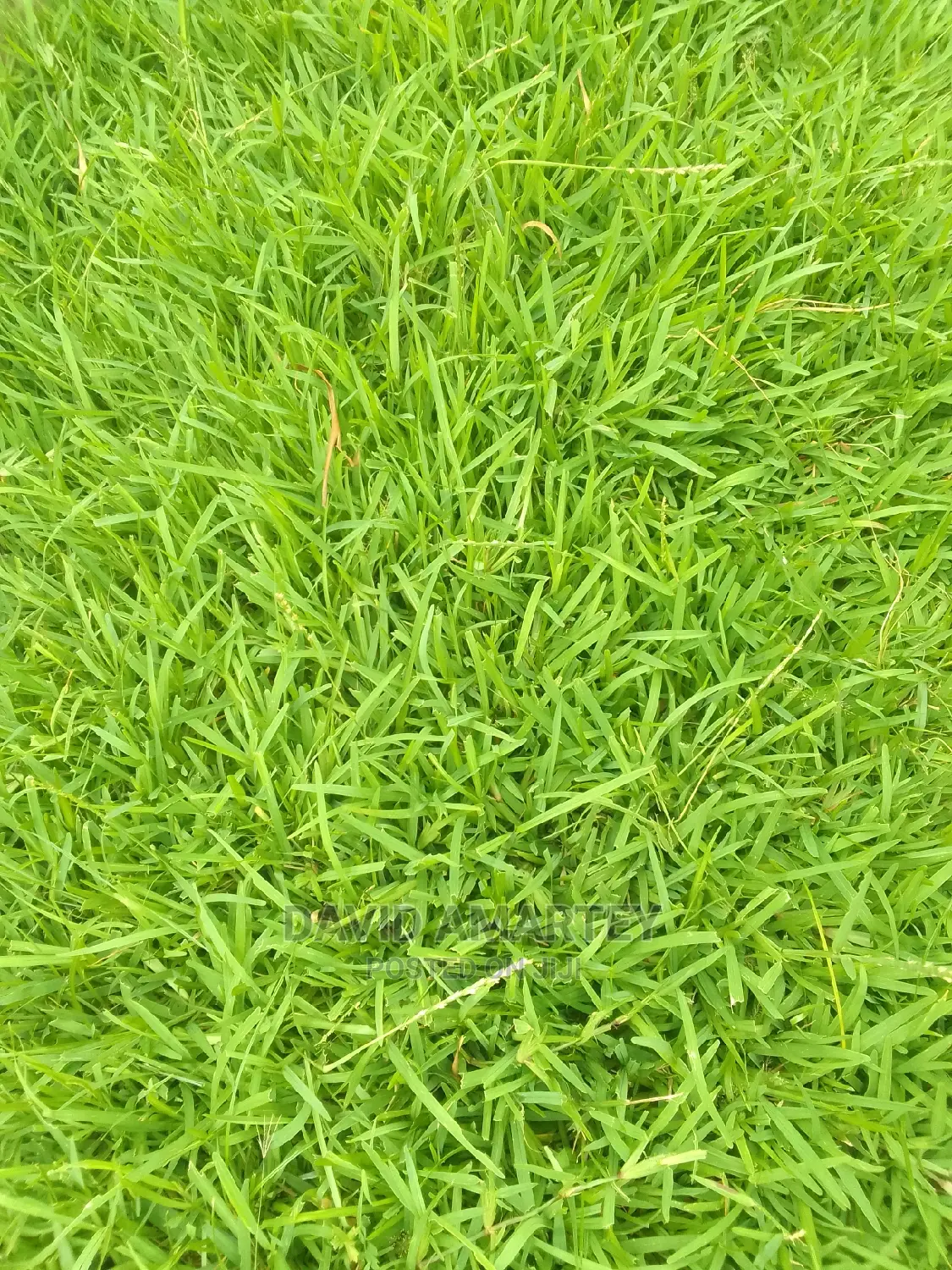 Green Grass and Flowers