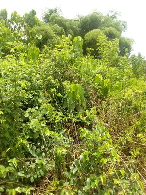 Farm Lands for Sale at Beposo