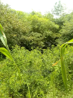 Farm Lands for Sale at Beposo