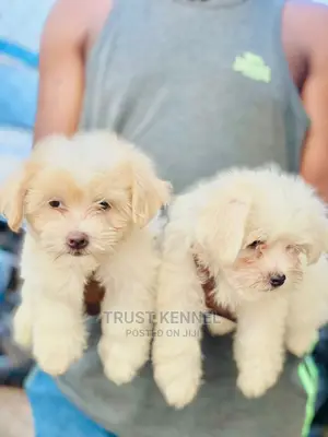 0-1 Month Female Purebred Maltese