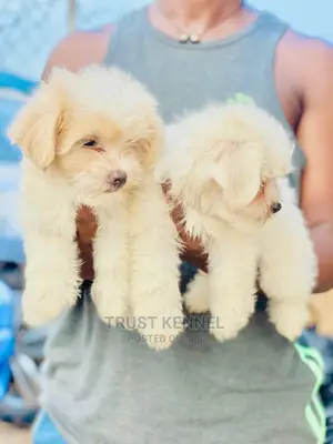 0-1 Month Female Purebred Maltese