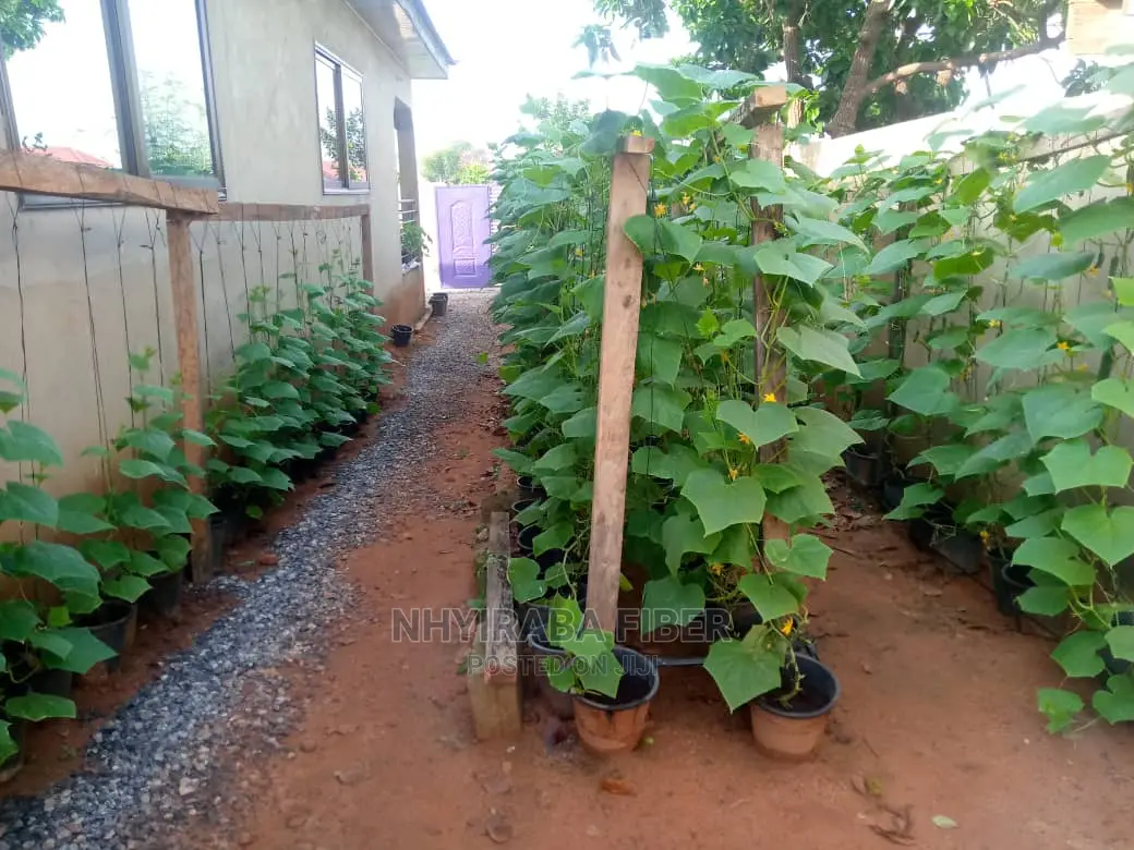 Cocopeat for Sale