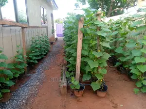 Cocopeat for Sale