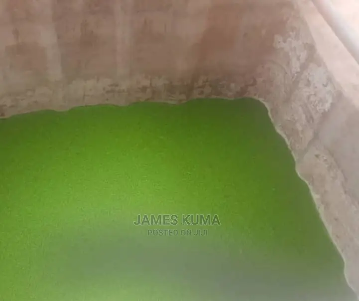 High Protein Azolla/Duck-Weeds for Poultry/Livestock Feeds.