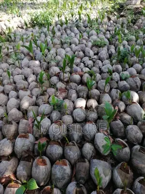 Malayan Green and Yellow Dwarf Coconut Nuts