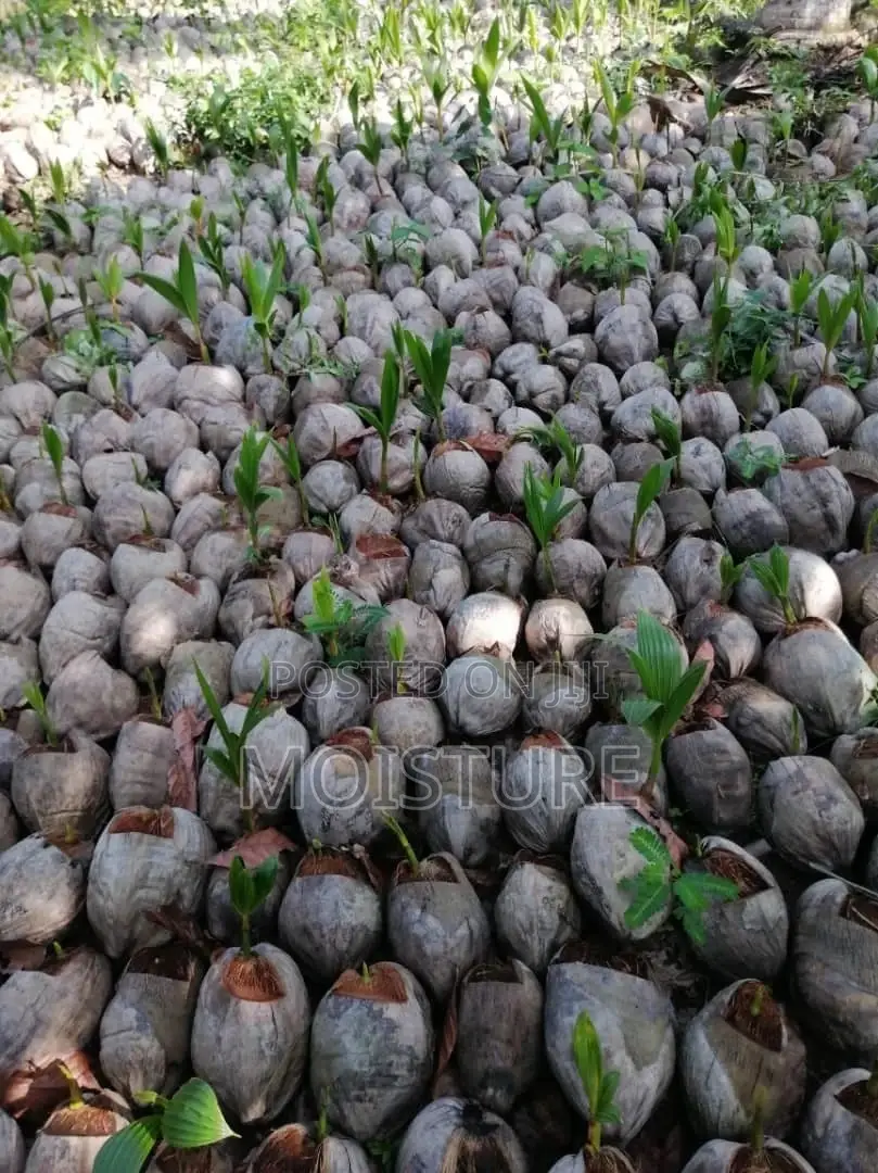 Malayan Green and Yellow Dwarf Coconut Nuts