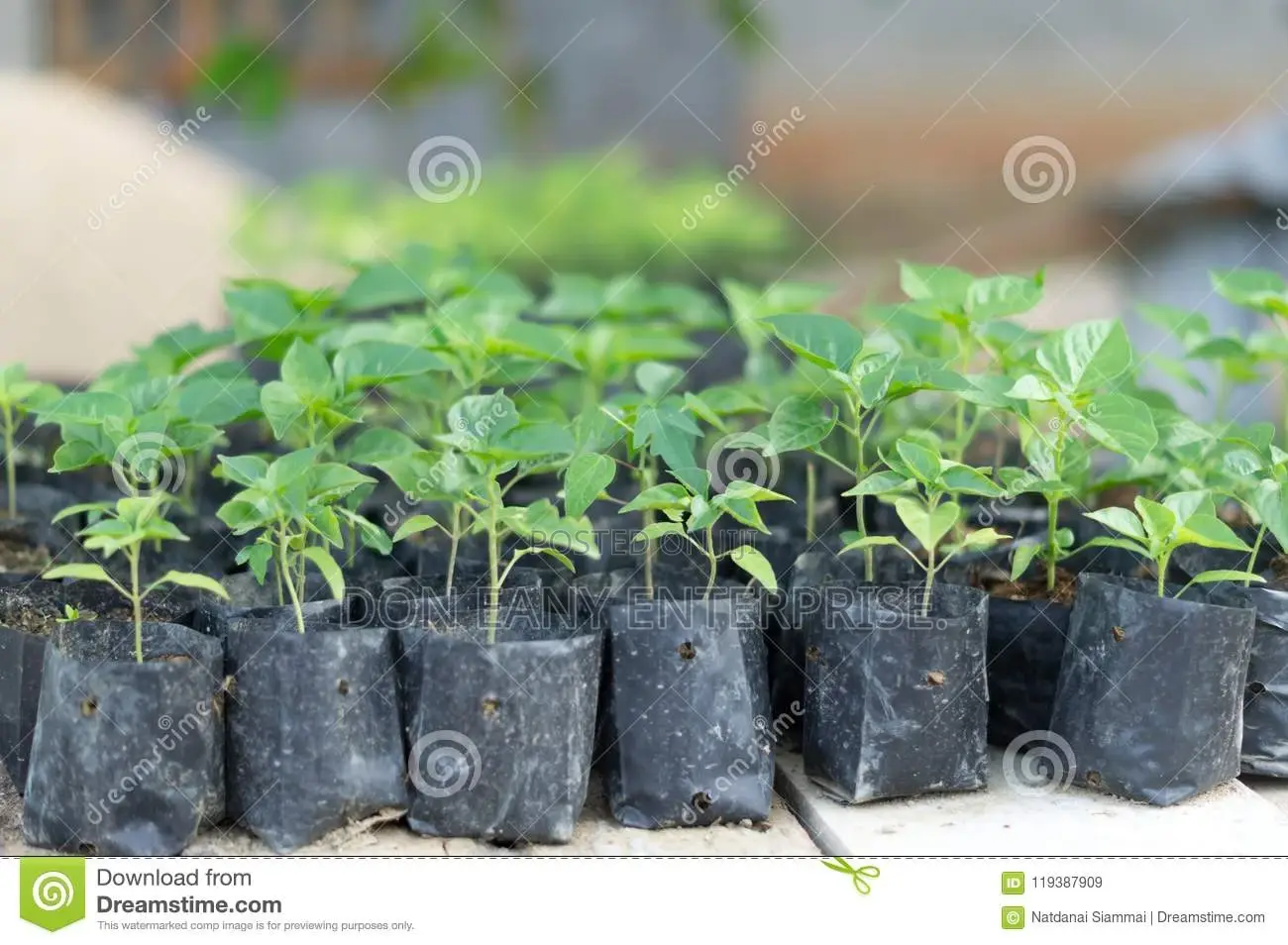 Plastic Nursery Bags