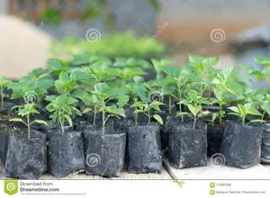 Plastic Nursery Bags