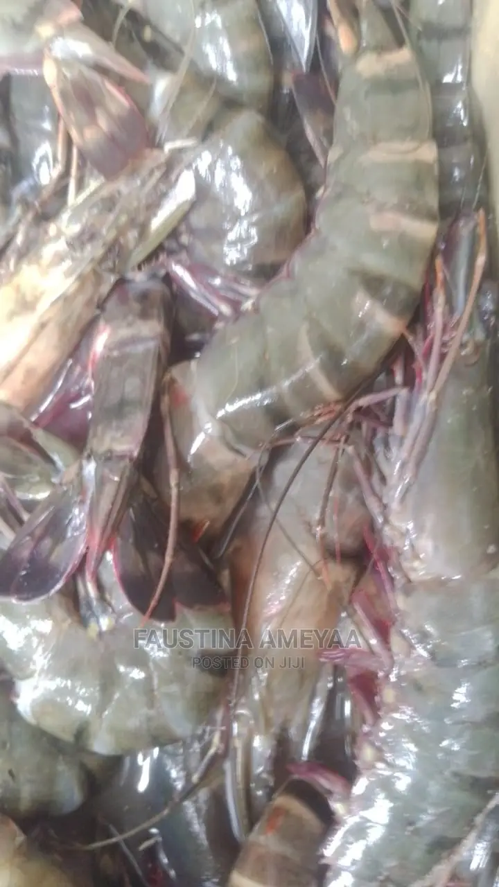 Fresh Clean Prawns and Shrimps