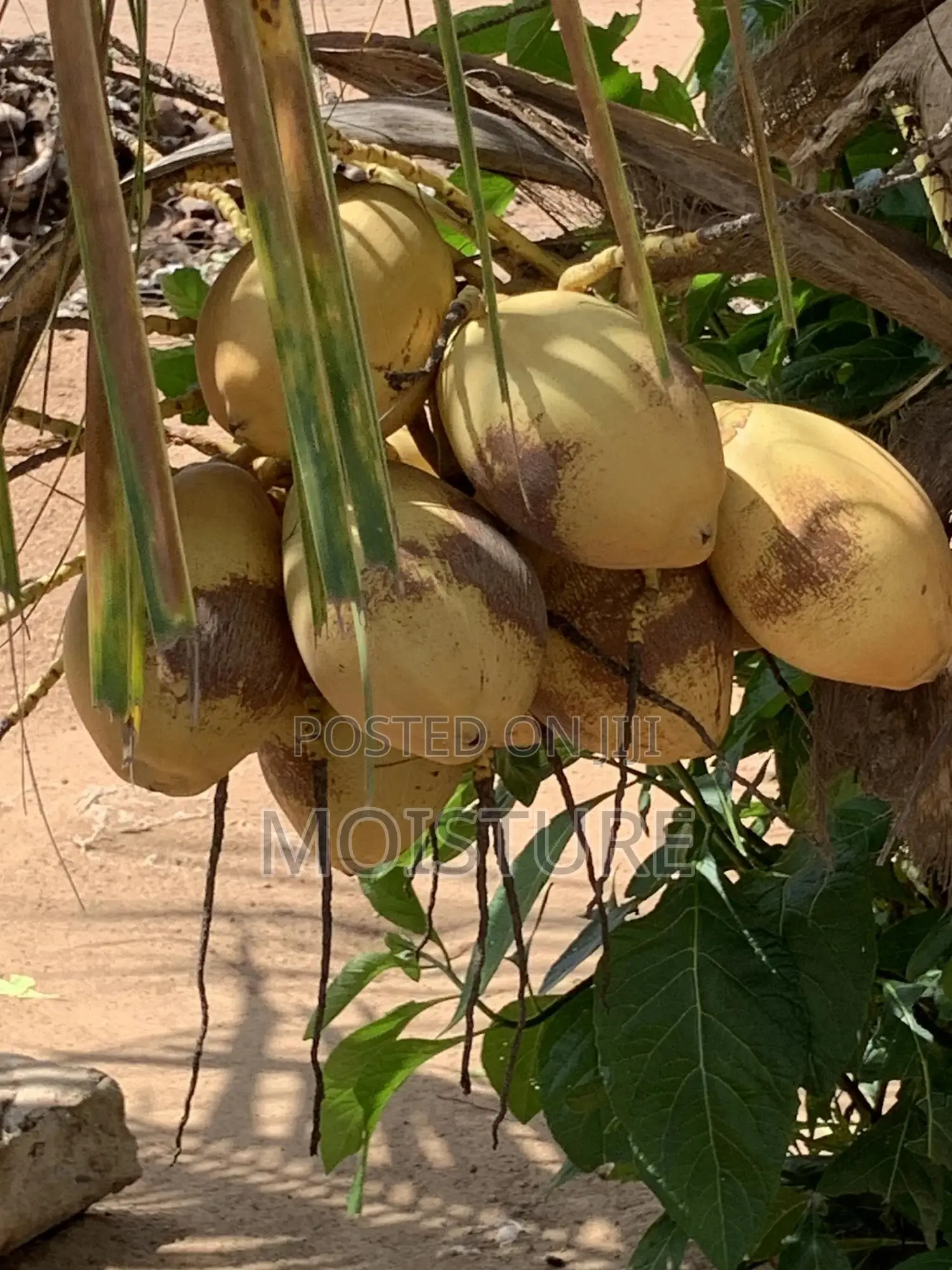 Hybrid Yellow Coconut Seedling