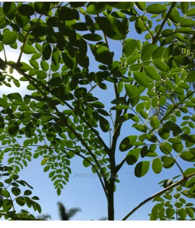 Moringa Seedlings for Sale