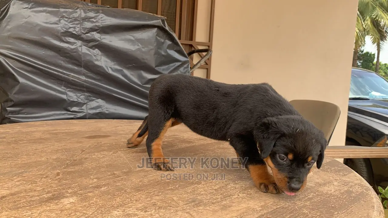 1-3 months Female Purebred Rottweiler