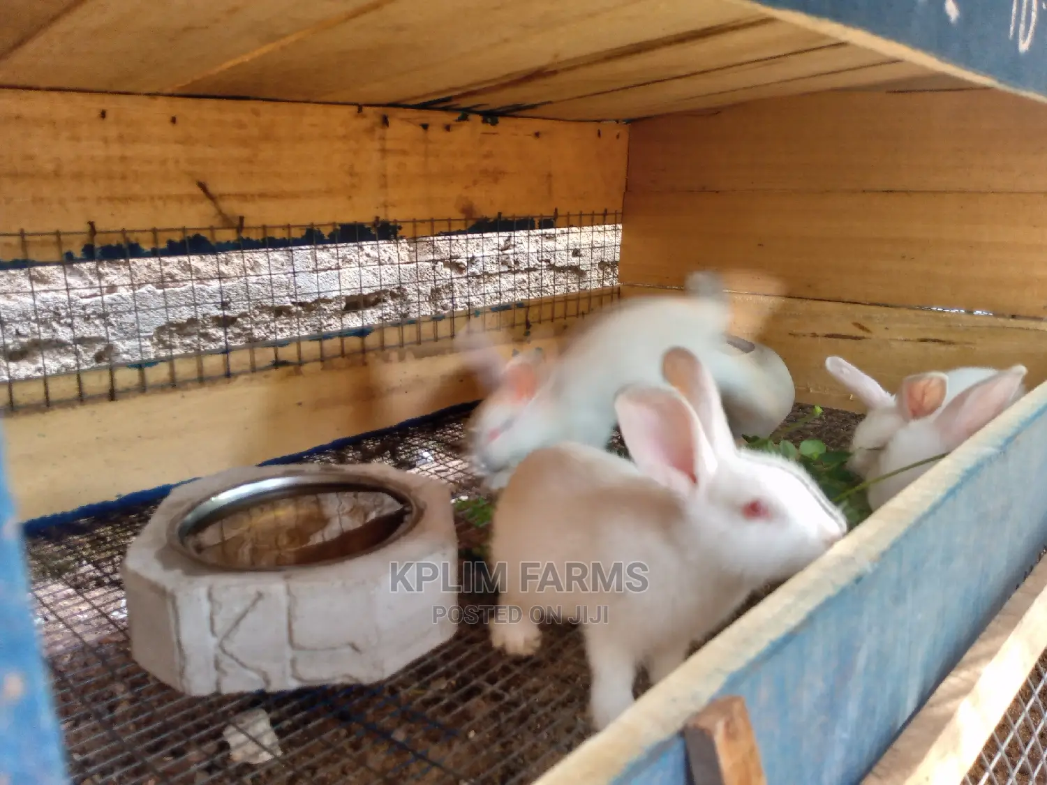 Solid Rabbit Cages For Sale