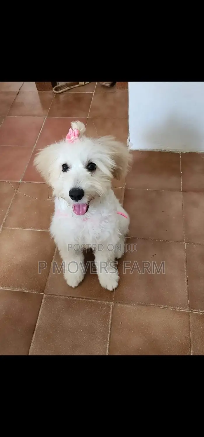 1-3 months Male Purebred Poodle