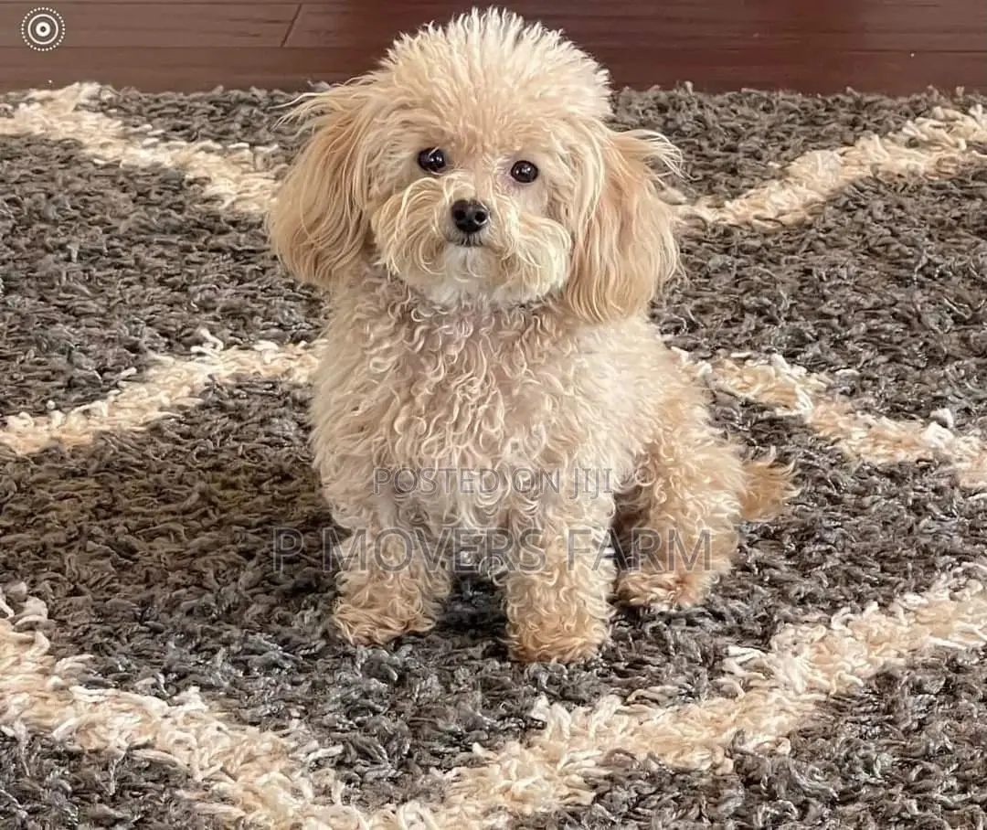 1-3 months Male Purebred Poodle