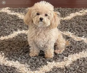1-3 months Male Purebred Poodle