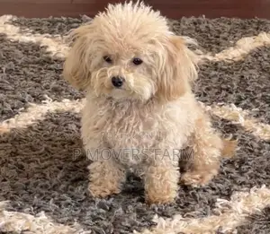 1-3 months Male Purebred Poodle
