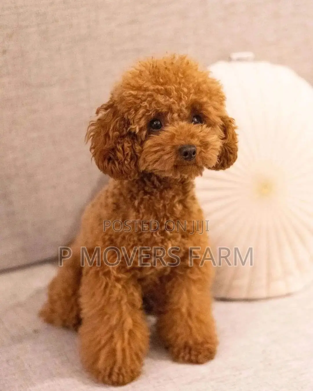 1-3 months Male Purebred Poodle