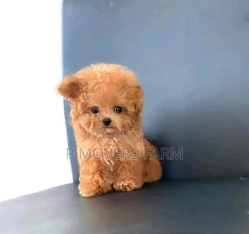 1-3 months Female Purebred Poodle