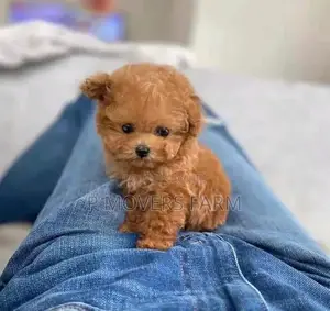 1-3 months Female Purebred Poodle