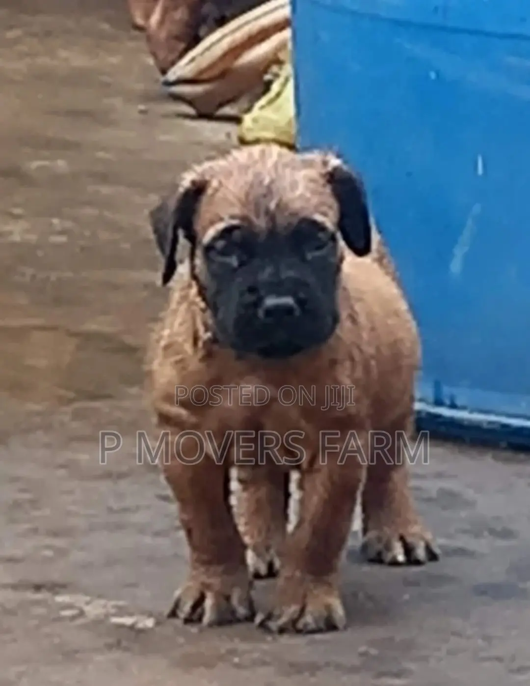 1-3 Months Male Purebred Boerboel