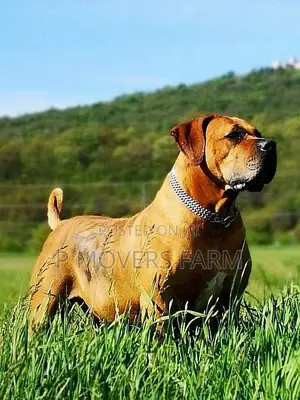 1-3 months Male Purebred Boerboel